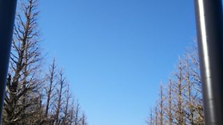 都会を感じさせない厳かな神社！大鳥居で失礼しました(*´-`)