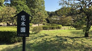 冬咲きの桜がチラホラ