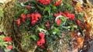 お好み焼めだか