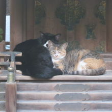 猫さんにガン見された…(・_・;)。