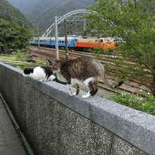 電車をバックに。侯トンの猫ちゃんズ