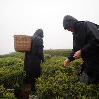 土砂降りの中の茶摘み