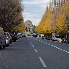 イチョウ並木です