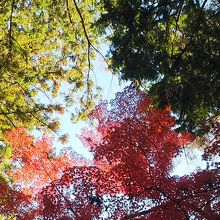 北庭園周辺の紅葉
