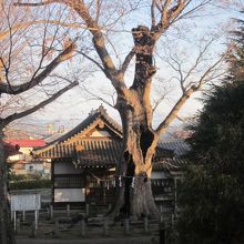 大欅は本殿の目の前に威風堂々と聳えています