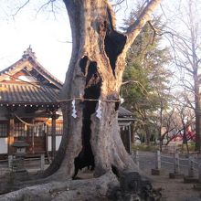 間近で眺めると、その迫力が半端ない！！！