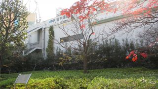 落葉して何枚かの葉が残っているだけでした。