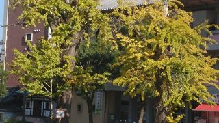 道路に大きなイチョウの木がある