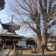 多宝塔（左）、大銀杏（中央）、一切経堂の位置関係はこんな感じ