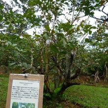 グアバの木と説明板