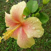 薄黄色＆蜜柑色ハイビスカスは雨露に濡れてさらに美しい