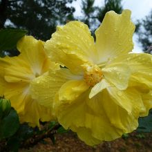 こちらは真っ黄色の他花弁？ハイビスカス