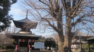 多宝塔と大銀杏を合わせると、凄い見応えになります！