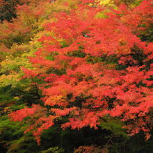 氷川小橋から見た紅葉