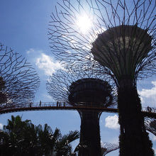 下から見上げるスーパーツリー、かっこいい