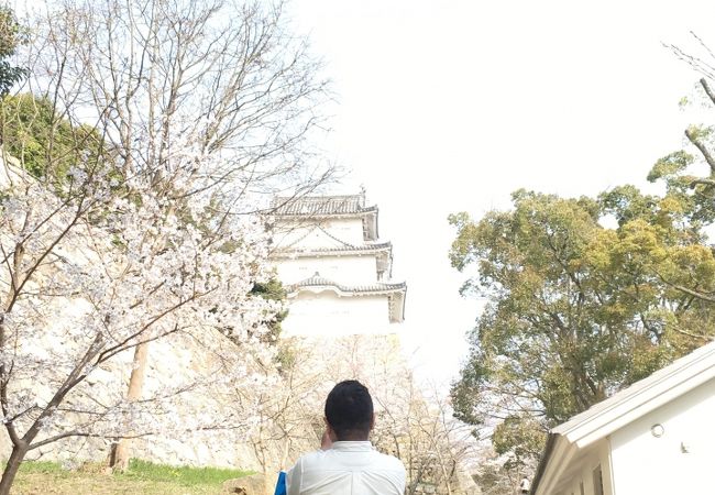 21年中止 明石公園さくらまつり クチコミ アクセス 営業時間 明石 フォートラベル