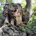 御神木がすごい