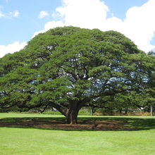 モアナルアガーデン日立の樹