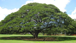 この～樹なんの樹日立の樹