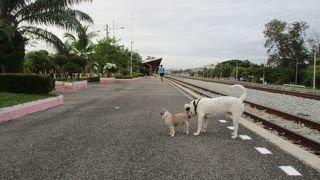 野良犬が多い駅
