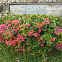 冬場でも夏を感じる店でした