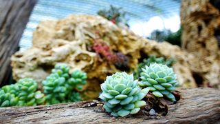 年末年始の時期だったから？よくわからないキャラクターものがあった