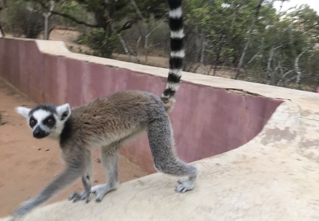 猿が人懐っこいのでインスタ映えではある