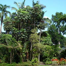 フレッカー植物園の風景