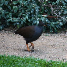 オーストラリアツカツクリ