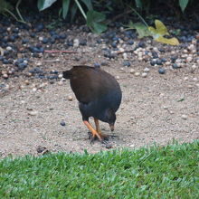 オーストラリアツカツクリ