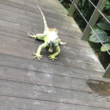 あまりに近くてびっくり、放し飼い状態