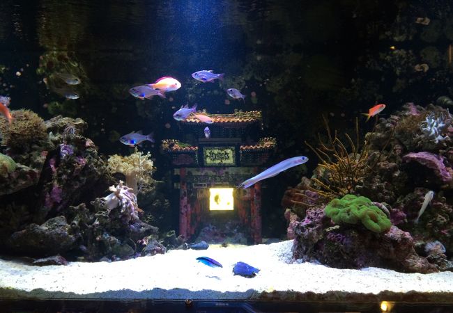ヨコハマおもしろ水族館 赤ちゃん水族館 クチコミ アクセス 営業時間 横浜 フォートラベル ヨコハマおもしろ水族館 赤ちゃん水族館 クチコミ アクセス 営業時間 横浜 フォートラベル