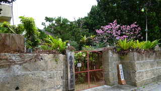 庭の寒緋桜・・・・