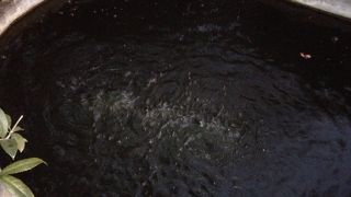 湧き水がボコボコ音を立てて湧いている