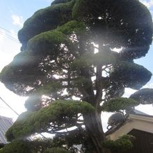 カイヅカイブキの木の様子