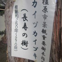 カイヅカイブキの詳細はこちらで。