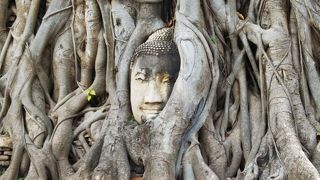 ワットマハータート、木の根にとりこまれた仏頭。
