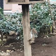 動物園のリスが可愛い