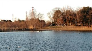 クッションのある遊歩道は足が疲れません