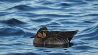 トモエガモ♂が間近で見られました。