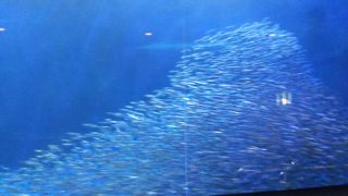 昼から夕方がオススメ