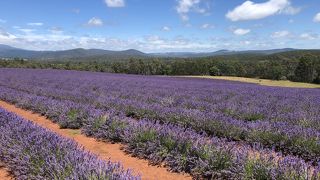 広大な面積にラベンダーが満開