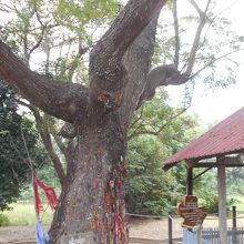 有名なキリングツリー。