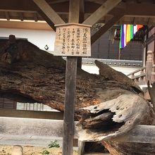 源義経の腰掛け松