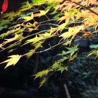 お庭の紅葉が一番きれいだったかも