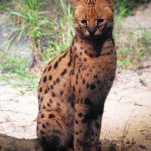 ウォーキングトレイルで出会ったサーバル