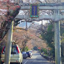 紅葉の終わった参道