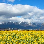 晴れた日に行くと、菜の花+比良山系の雪山+琵琶湖+青い空がとってもキレイ!