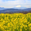 菜の花と富士山　絵になります！