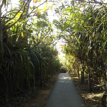 駐車場からのアプローチは亜熱帯ムード満点